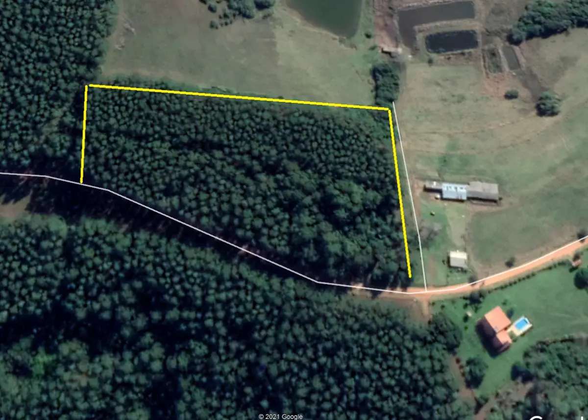 LOTE  - 18 HECTARES DE FLORESTA DE EUCALIPTO EM PÉ APROX 10 ANOS