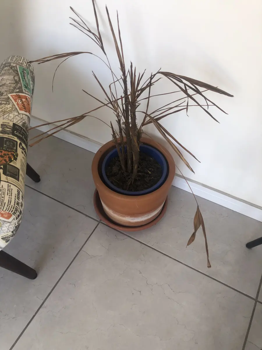 LOTE 006 - 3 vasos de plantas