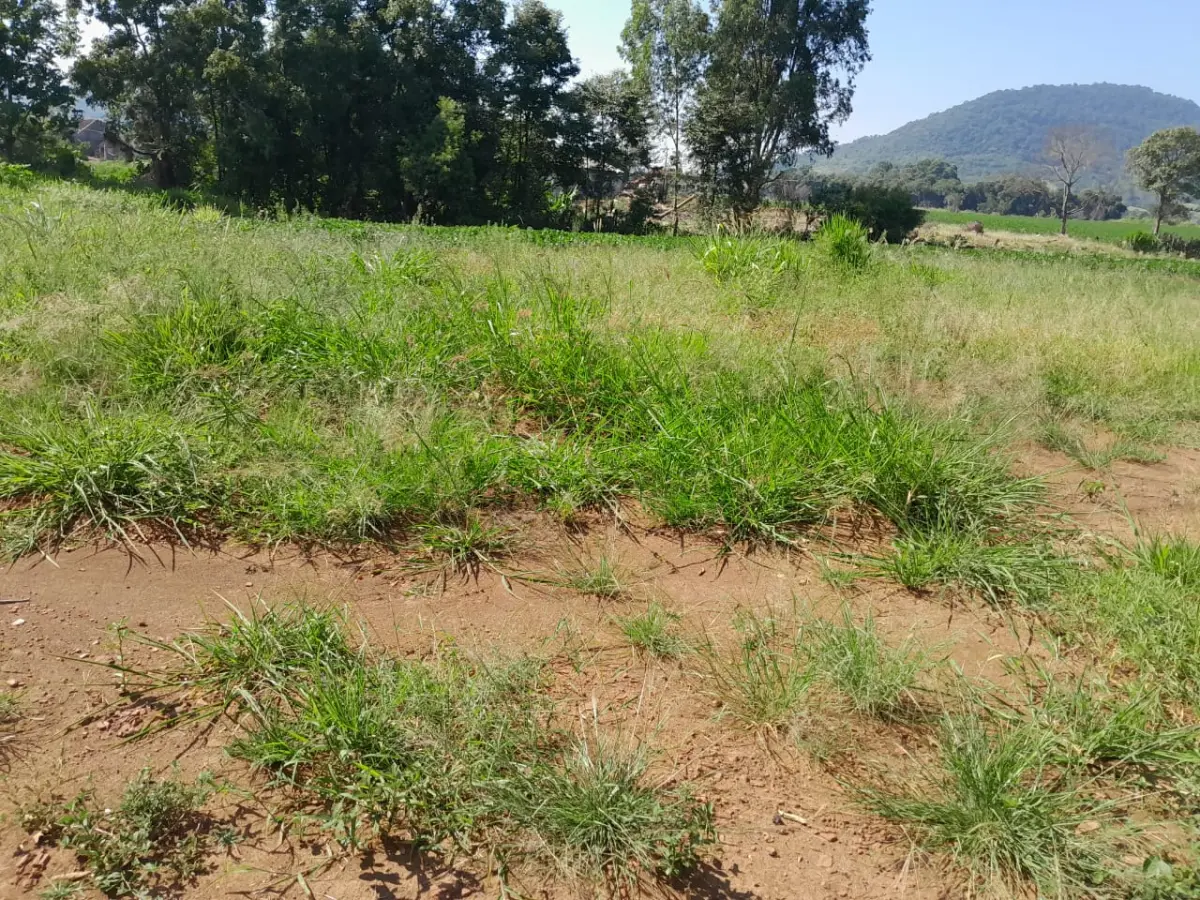 LOTE 001 - UPI DE FABRICA DE TIJOLOS - CERAMICA COMPLETA - CAMINHOES - EMPILHADEIRA -ESCAVADEIRA - SEDE COMPLETA PRODUZINDO - 2 JAZIDAS ATIVAS E COM LICENÇAS - MAIS UM OUTRO IMÓVEL PARA SEDE FUTURA