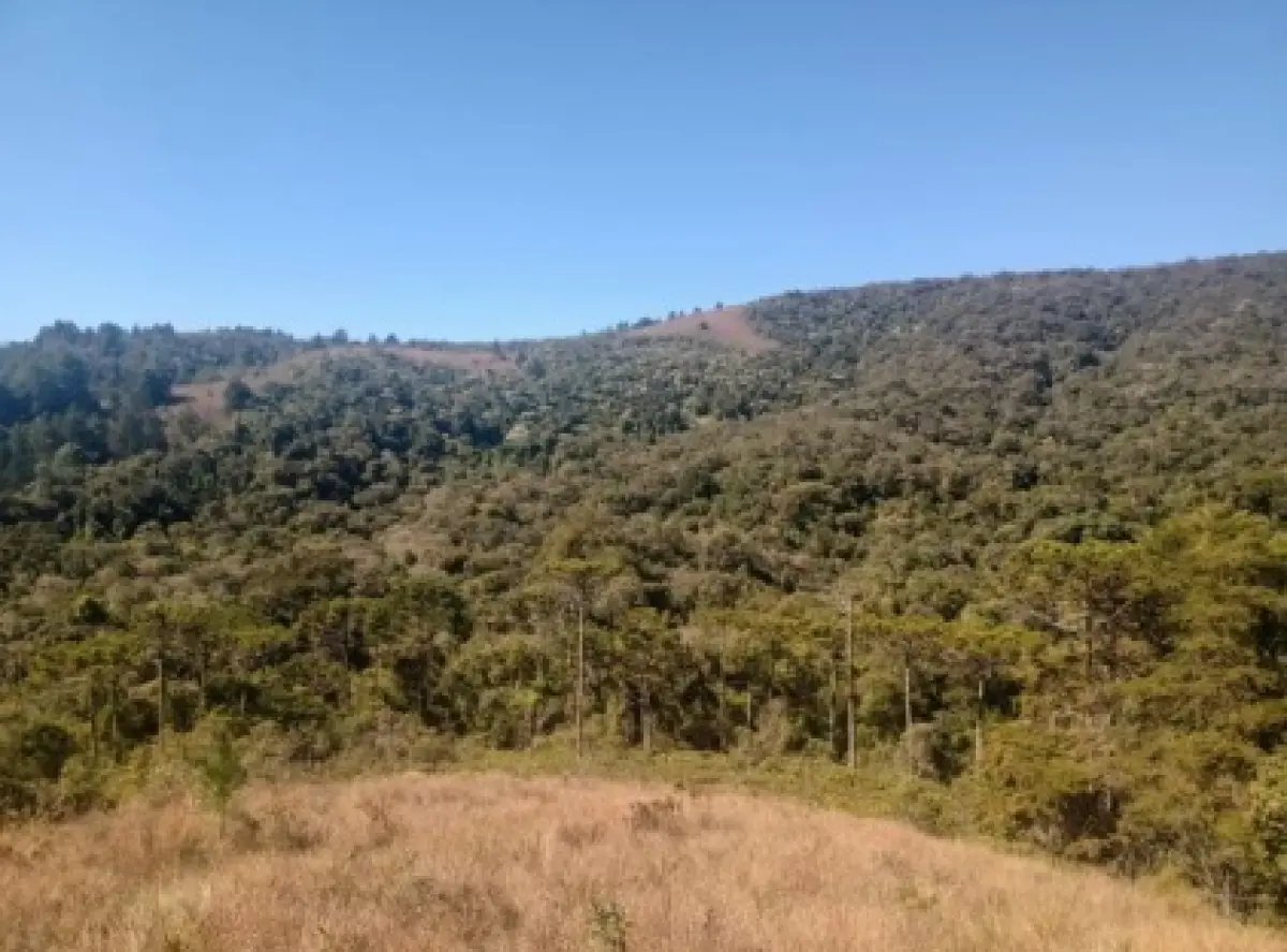 LOTE 001 - GRANDE ÁREA 1.101.671M2 EM CAMPOS DO JORDÃO / SP – COM BASTANTE ÁREA VERDE