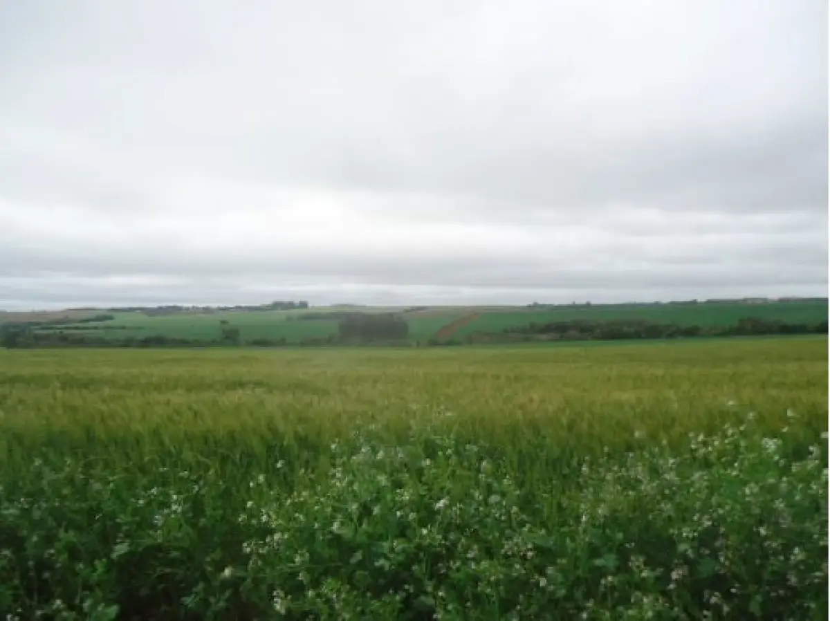 LOTE 000 - Uma fração de terras, sem benfeitorias, com a área superficial de 20.000,00 m², sita na RS 344, no lugar denominado Campos dos Carvalhos, no Município de Giruá