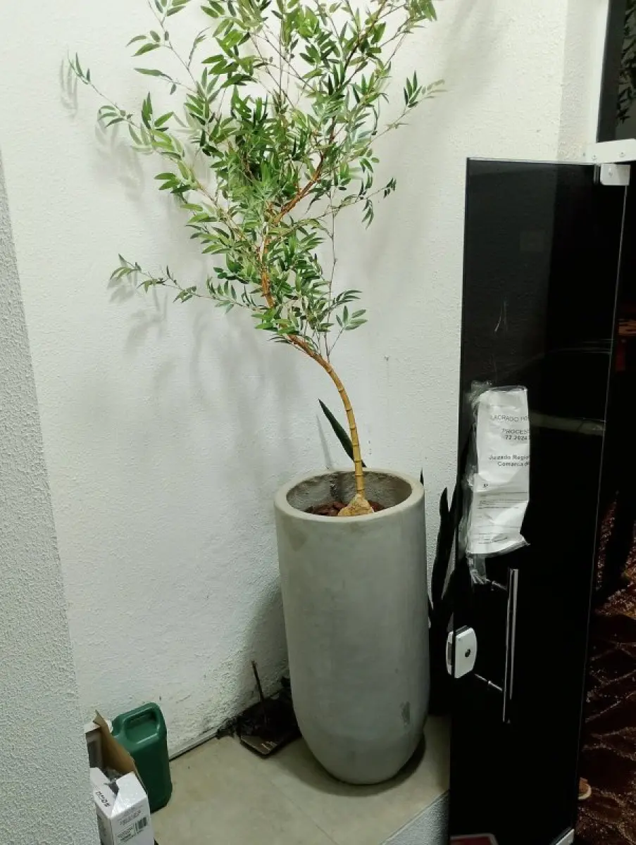LOTE 134 - 4 Vaso de Cimento com planta