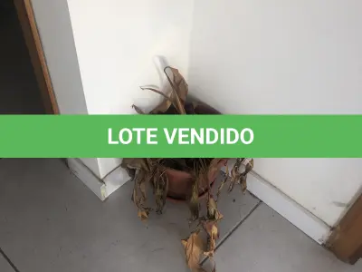 LOTE 006 - 3 vasos de plantas