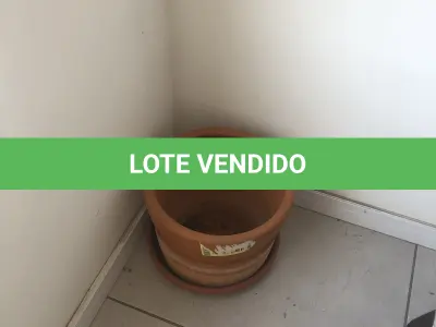 LOTE 006 - 3 vasos de plantas