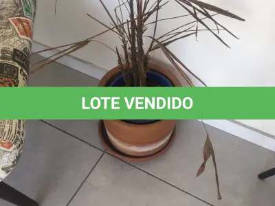 LOTE 006 - 3 vasos de plantas