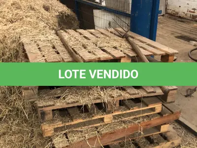 LOTE 001 - LOTE DE PALLETS DE MADEIRA