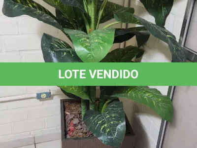 LOTE 141 - 5 VASOS COM PLANTAS