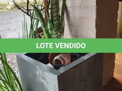 LOTE 141 - 5 VASOS COM PLANTAS