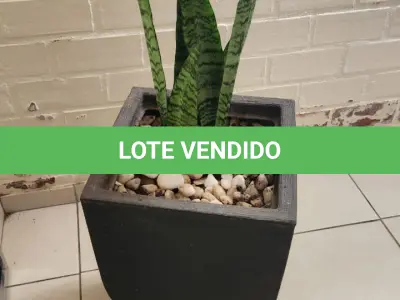 LOTE 141 - 5 VASOS COM PLANTAS