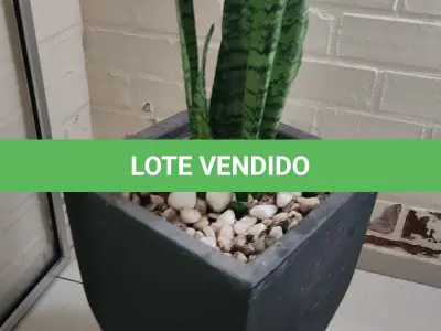 LOTE 141 - 5 VASOS COM PLANTAS