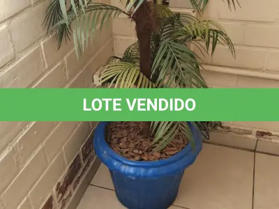 LOTE 141 - 5 VASOS COM PLANTAS