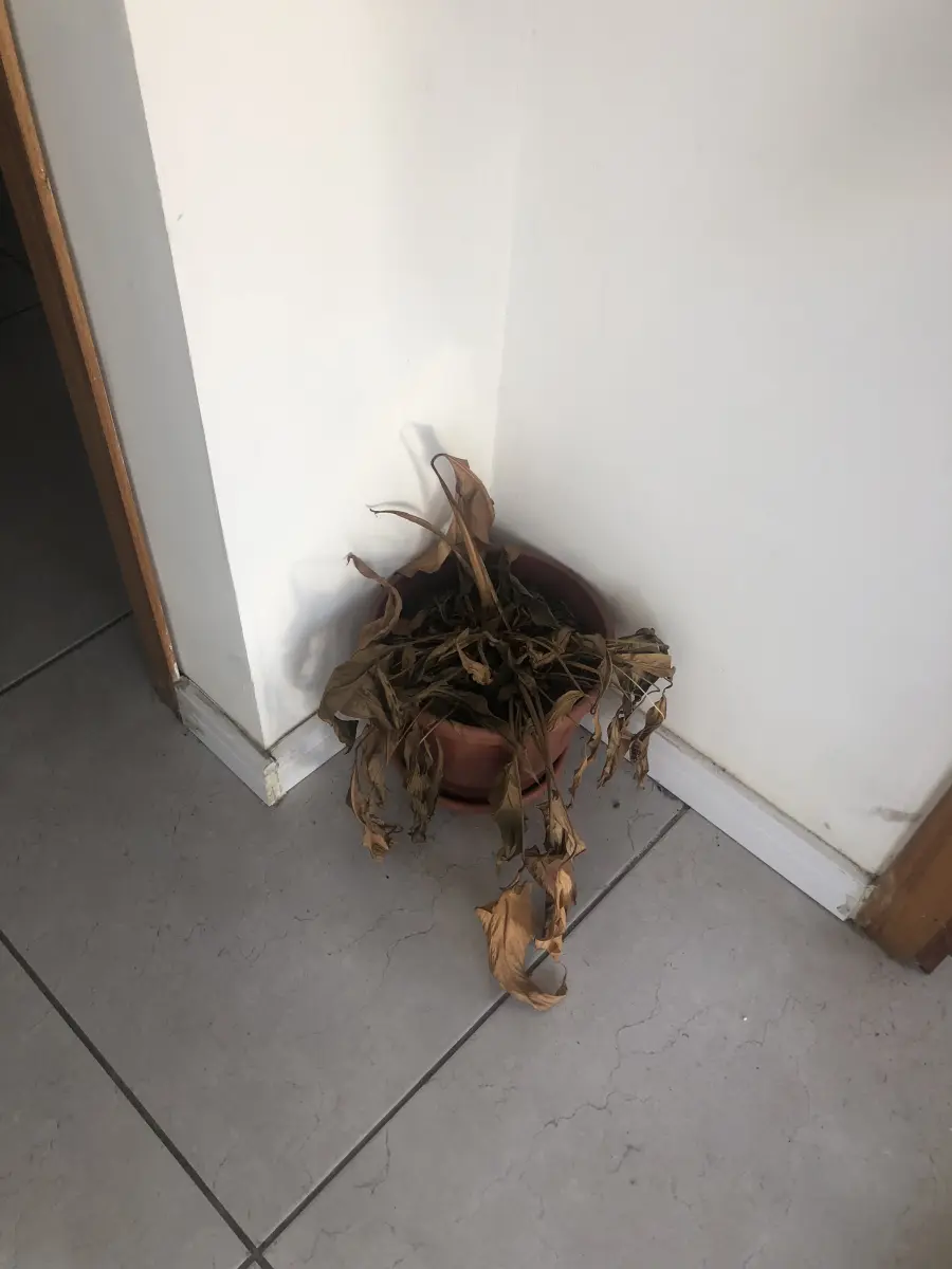 LOTE 006 - 3 vasos de plantas