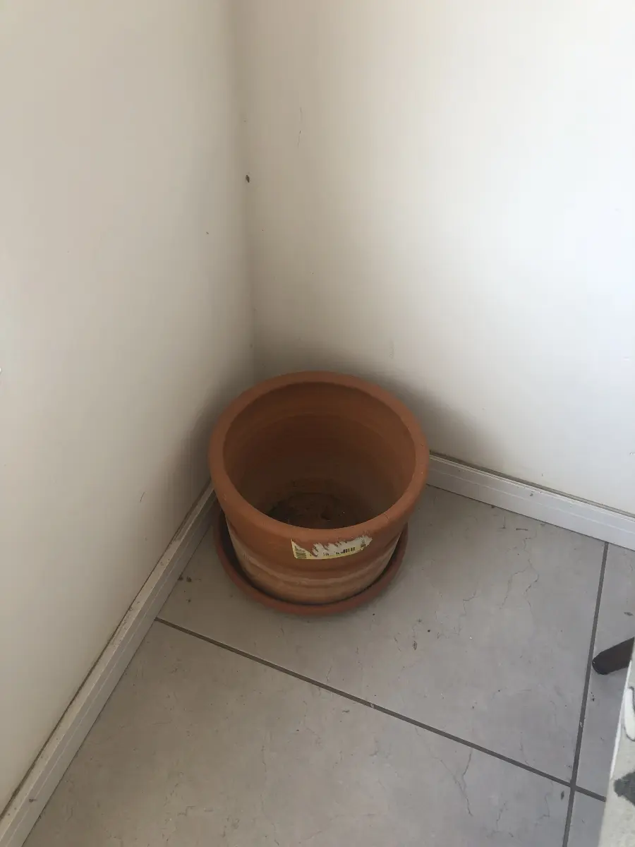 LOTE 006 - 3 vasos de plantas