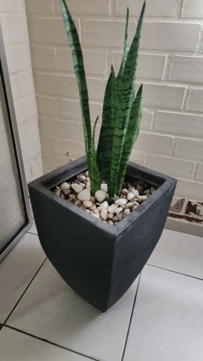 LOTE 141 - 5 VASOS COM PLANTAS