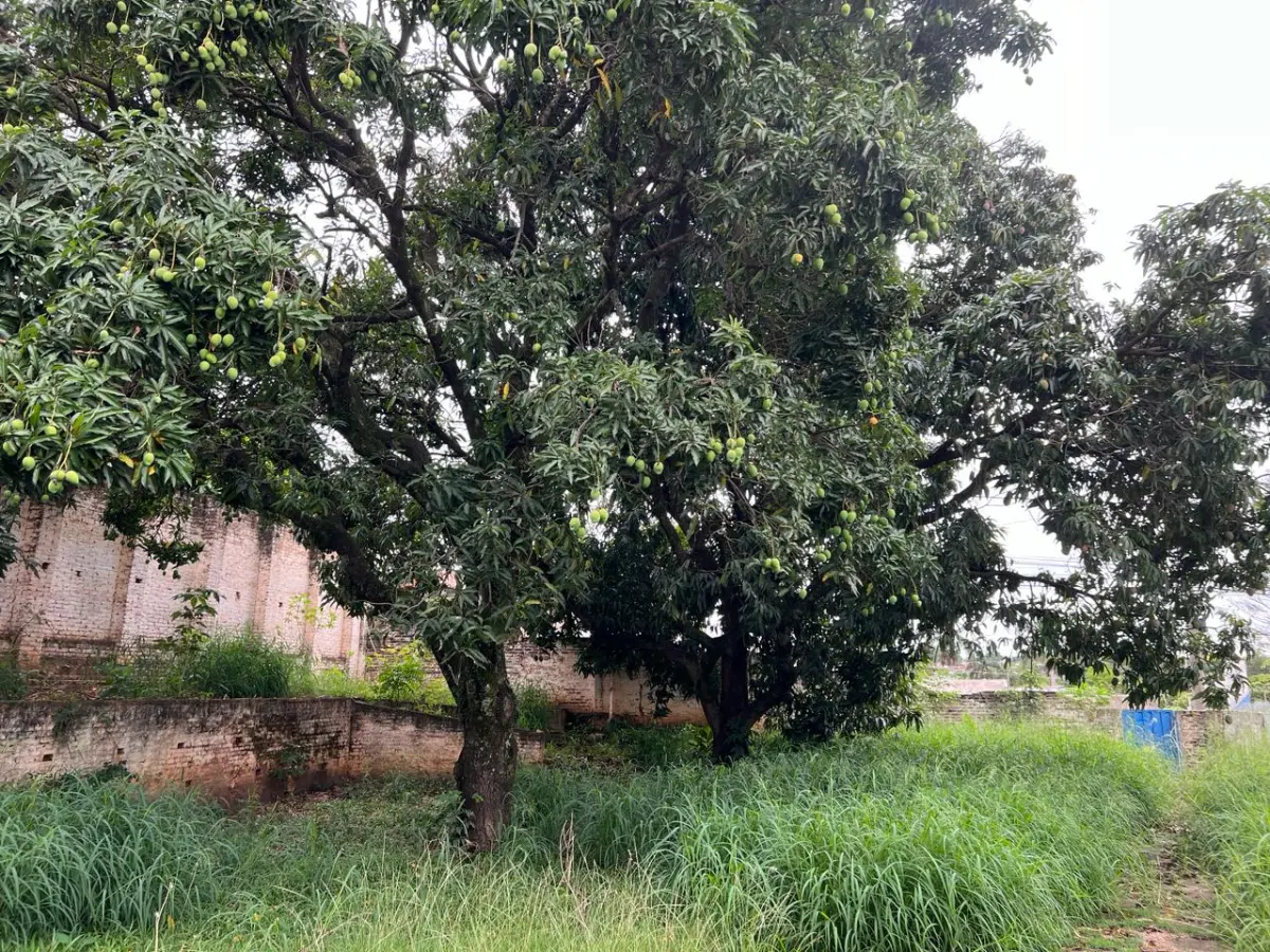 LOTE 001 - GRANDE IMÓVEL CENTRO DE LINS COM 2 ESQUINAS - EM AVENIDA - COM GINASIO COBERTO - SALAS - ESCOLA