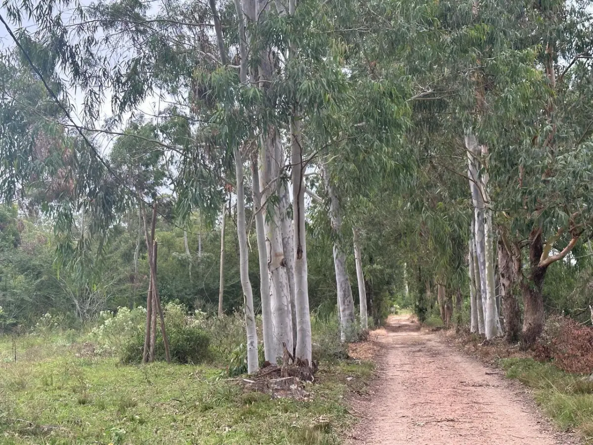 LOTE 000 - SÍTIO COM PISCINA, QUADRAS E SEDE NA ZONA SUL DE POA