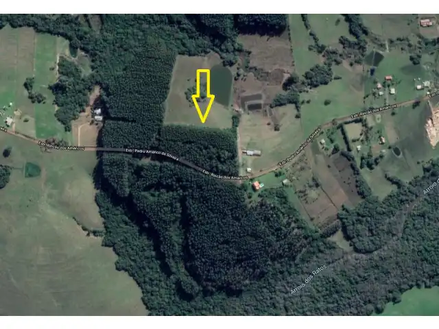 LEILÃO DE 18 HA DE FLORESTA DE EUCALIPTO EM PÉ APROX 10 ANOS