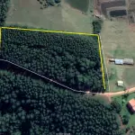 LOTE  - 18 HECTARES DE FLORESTA DE EUCALIPTO EM PÉ APROX 10 ANOS