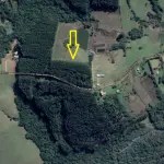LOTE  - 18 HECTARES DE FLORESTA DE EUCALIPTO EM PÉ APROX 10 ANOS