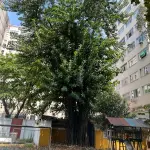 LOTE 001 - ÚNICA GRANDE ÁREA À VENDA EM TODO O BAIRRO DO FLAMENGO/RJ > 13.900m2 DE TERRENO E 23.475M2 CONSTRUÍDOS