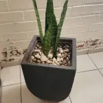 LOTE 141 - 5 VASOS COM PLANTAS