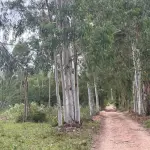 LOTE 000 - SÍTIO COM PISCINA, QUADRAS E SEDE NA ZONA SUL DE POA
