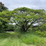 LOTE 001 - GRANDE IMÓVEL COM 35.000M2 EM PIRACICABA COM CASAS - FAZENDINHA - LADO DA UNIMEP