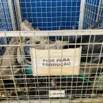 LOTE 007 - Bens diversos