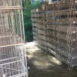 LOTE 000 - Maquinas de costura e gaiolas