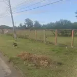 LOTE 000 - Imóvel situado no Bairro Belém Novo, no lugar denominado Ponta Grossa, terreno de forma irregular, com a área superficial de 151.384,40m2
