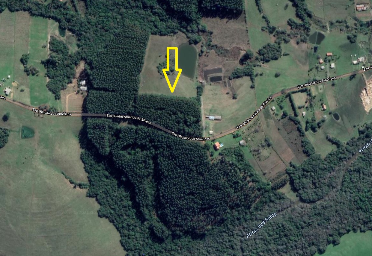 LEILÃO DE 18 HA DE FLORESTA DE EUCALIPTO EM PÉ APROX 10 ANOS