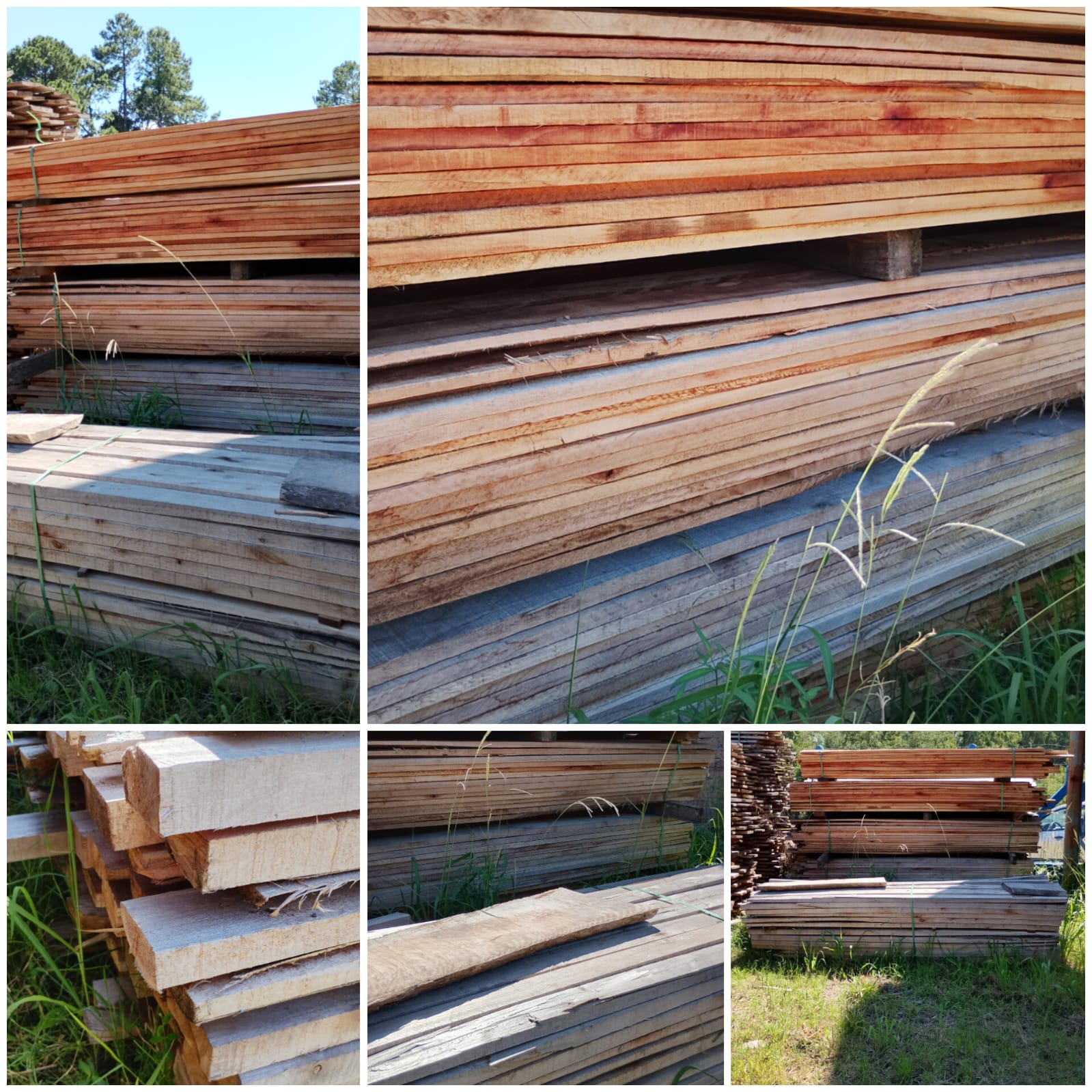 LEILÃO DE MADEIRA EUCALIPTO